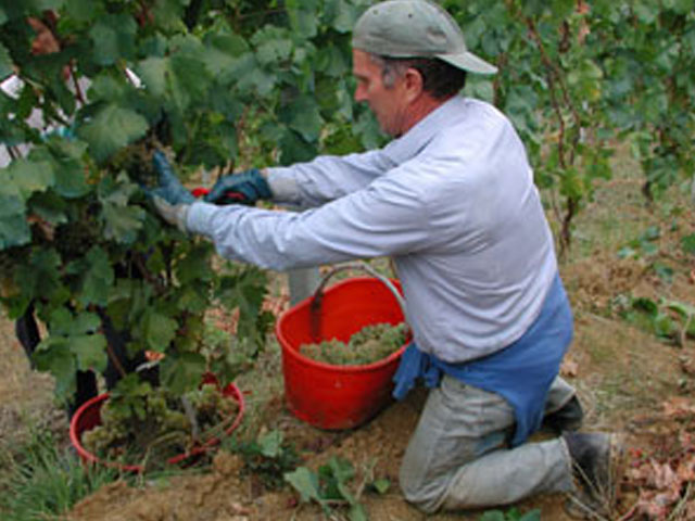 Vendemmia 2010