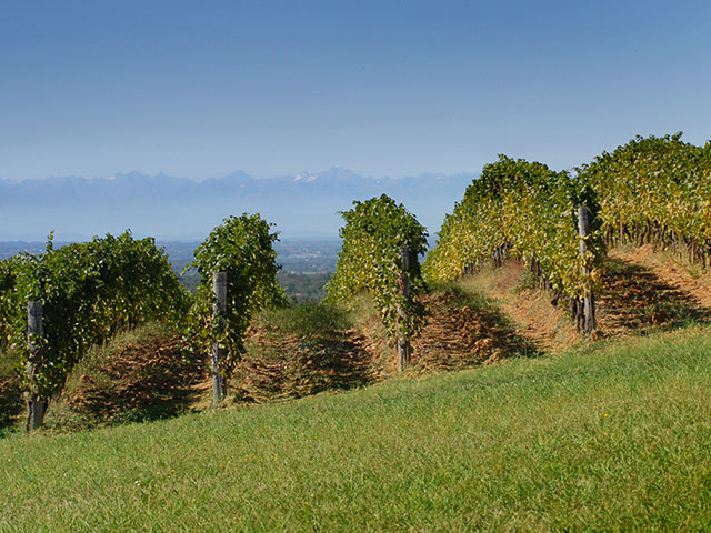 Vendemmia 2012