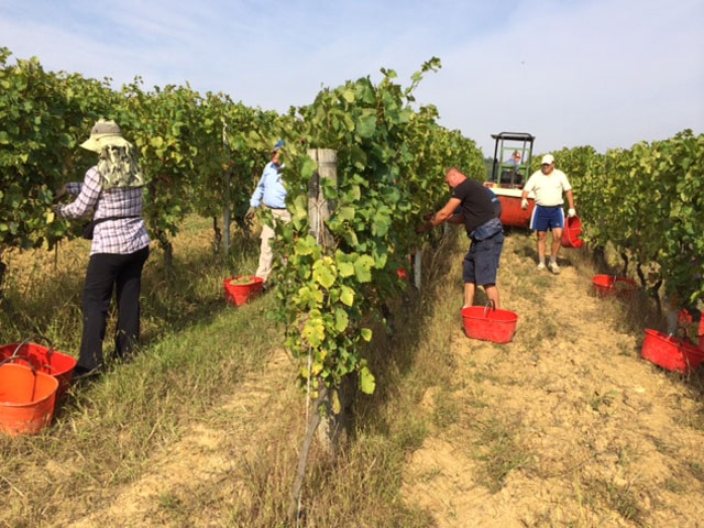 Harvest 2014