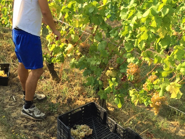 Vendemmia 2015