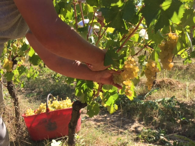 Harvest 2016