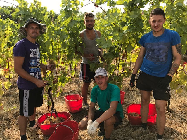 Vendemmia 2017