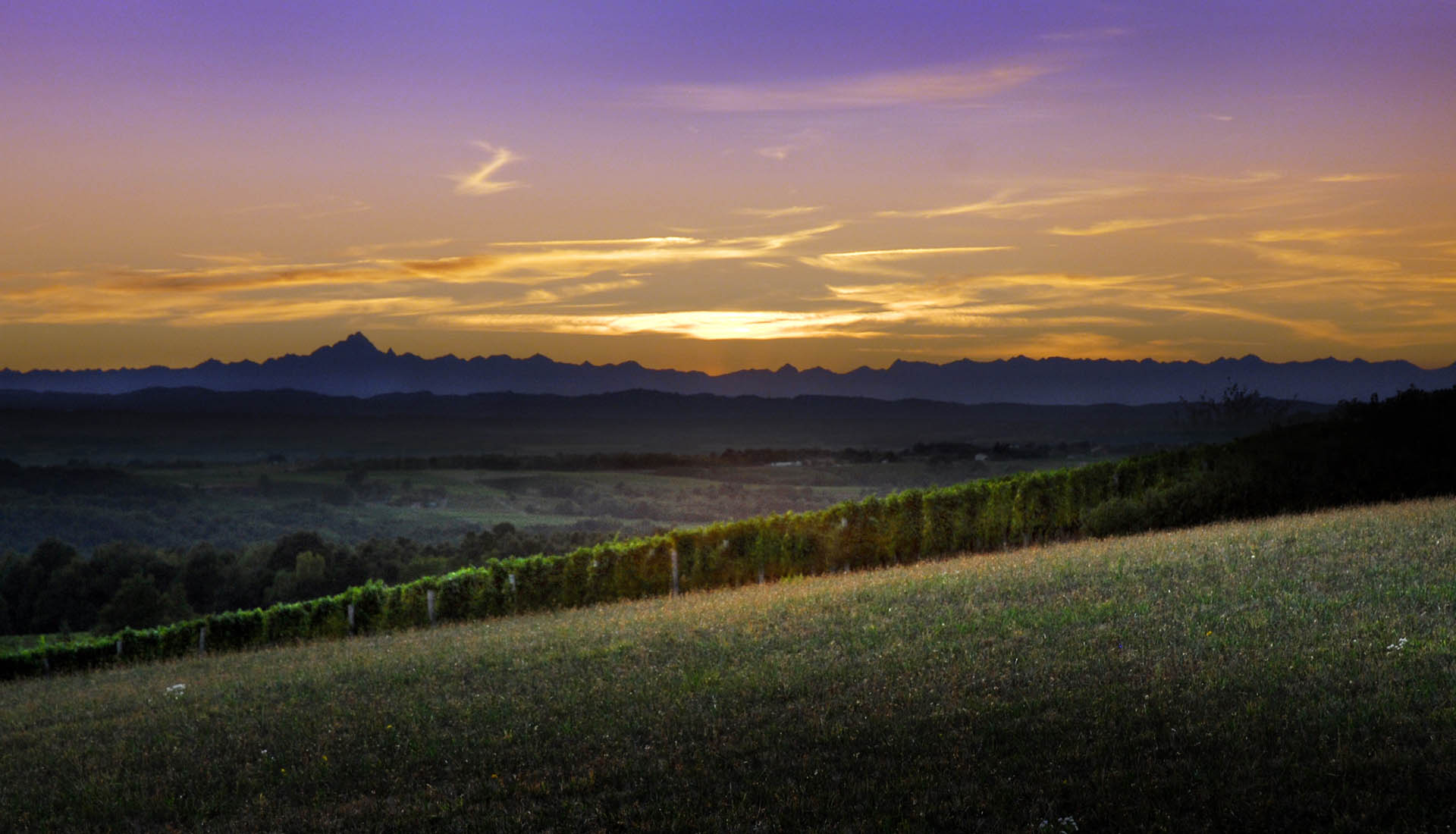 I vigneti