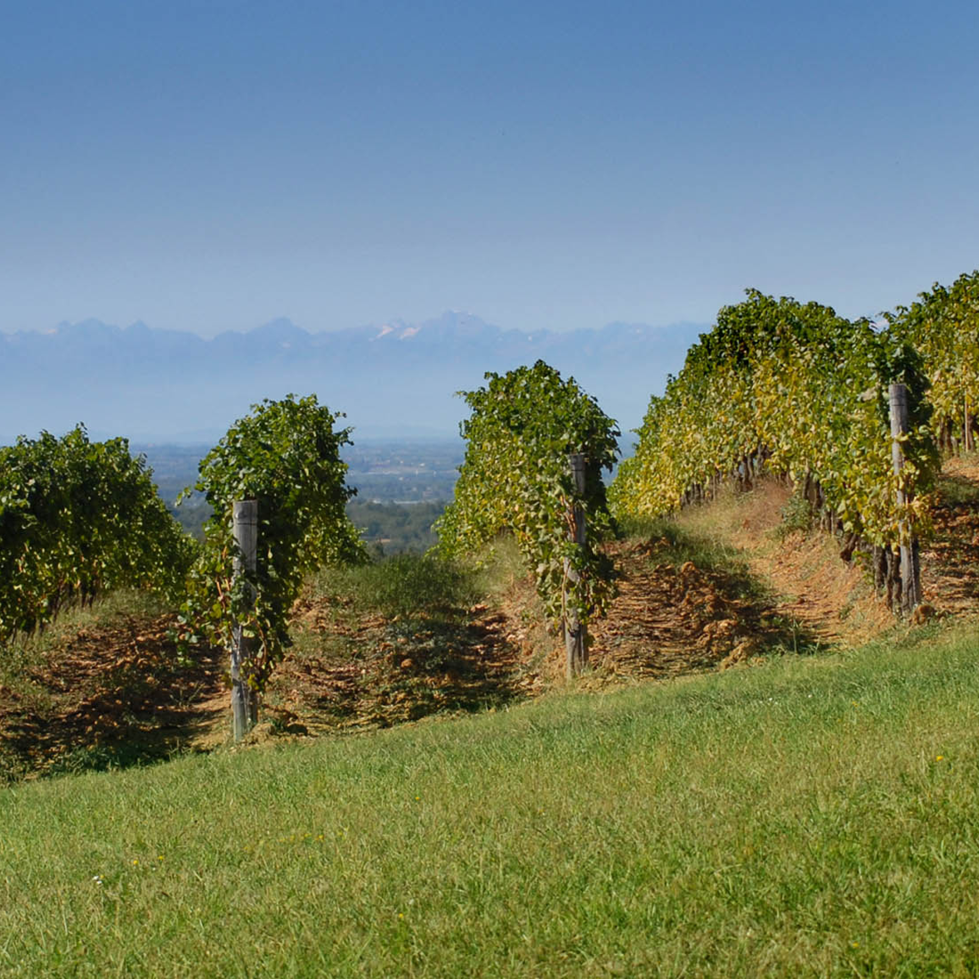 gallery-vigneti-03